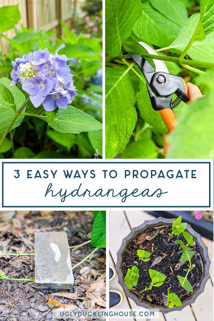 20 Easy Ways to Propagate Hydrangeas • Ugly Duckling House