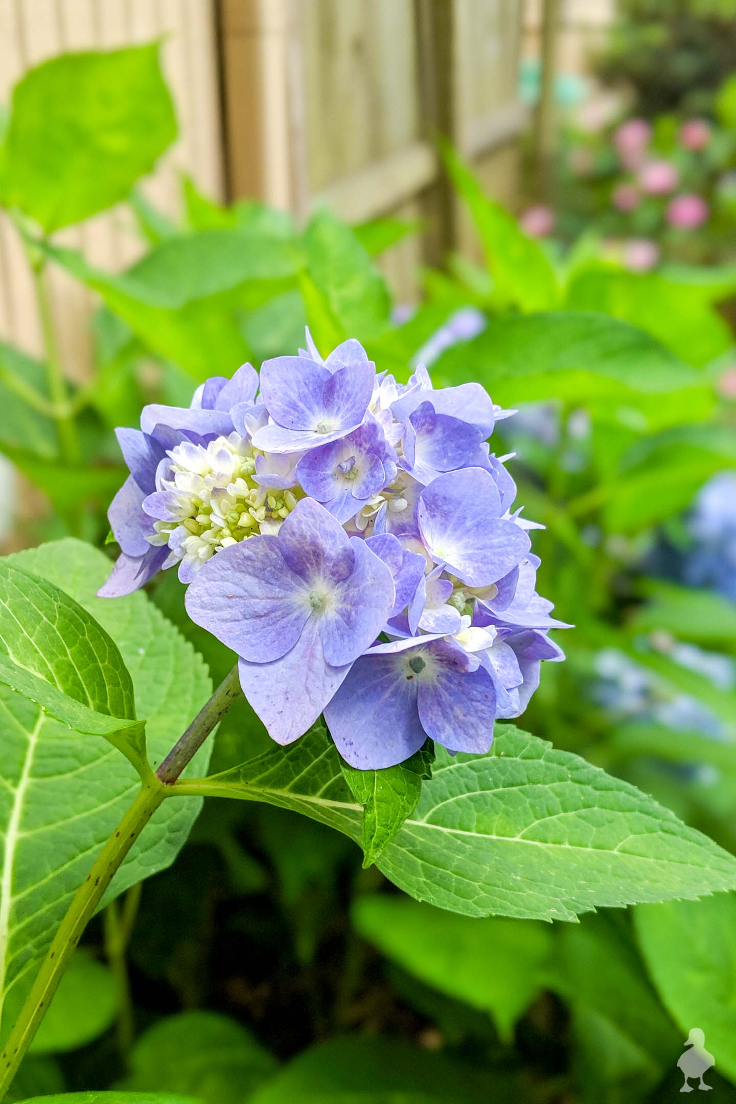 3 Easy Ways to Propagate Hydrangeas • Ugly Duckling House