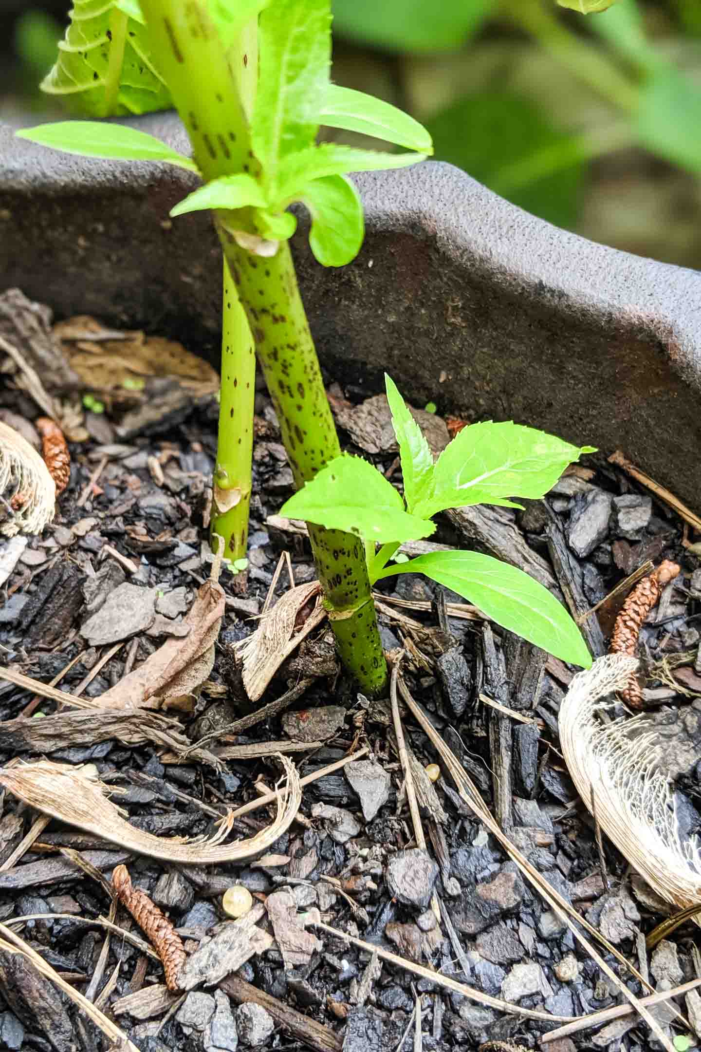 new growth on hydrangea stems