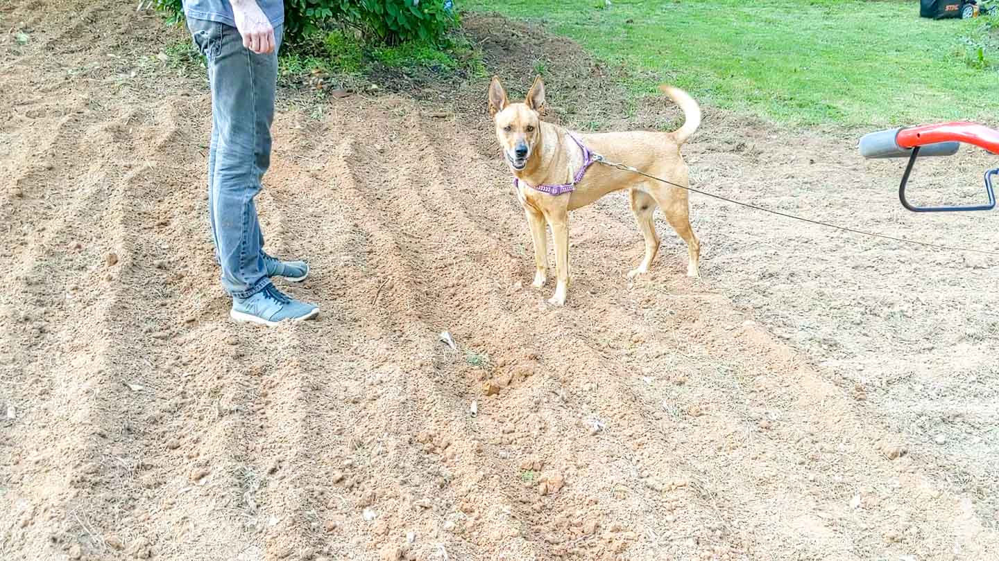 Charlie looking at the tilled up lawn