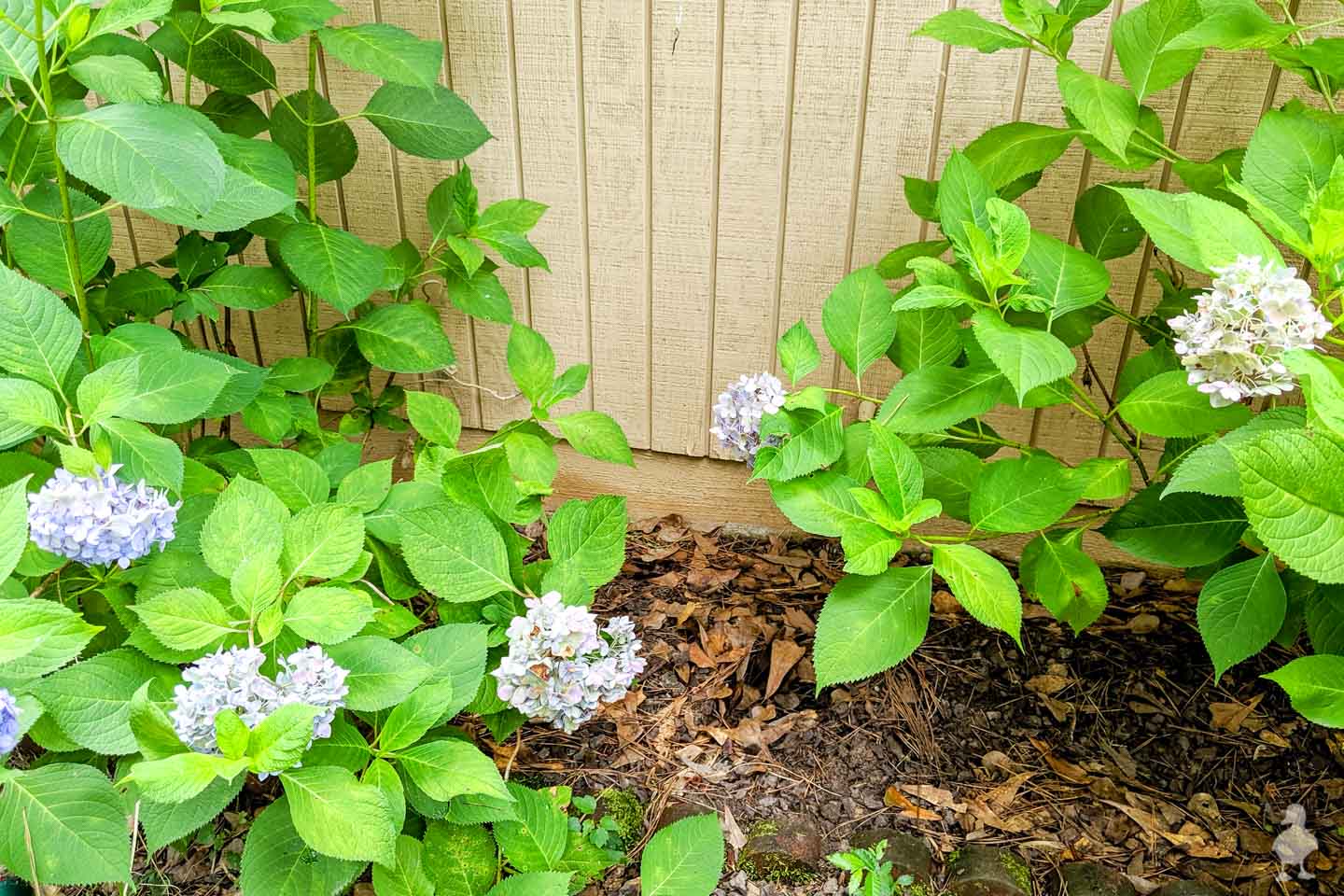 3 Easy Ways To Propagate Hydrangeas Ugly Duckling House