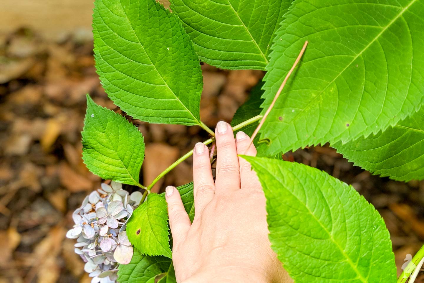 bend a hydrangea branch to touch the soil