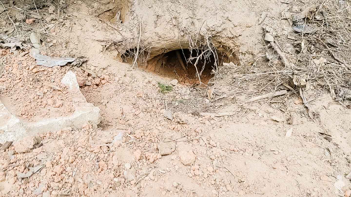 armadillo den