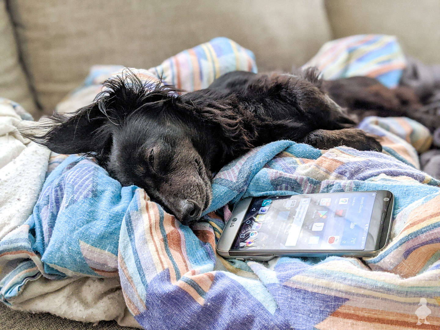 Stella likes to sleep on phones and remotes