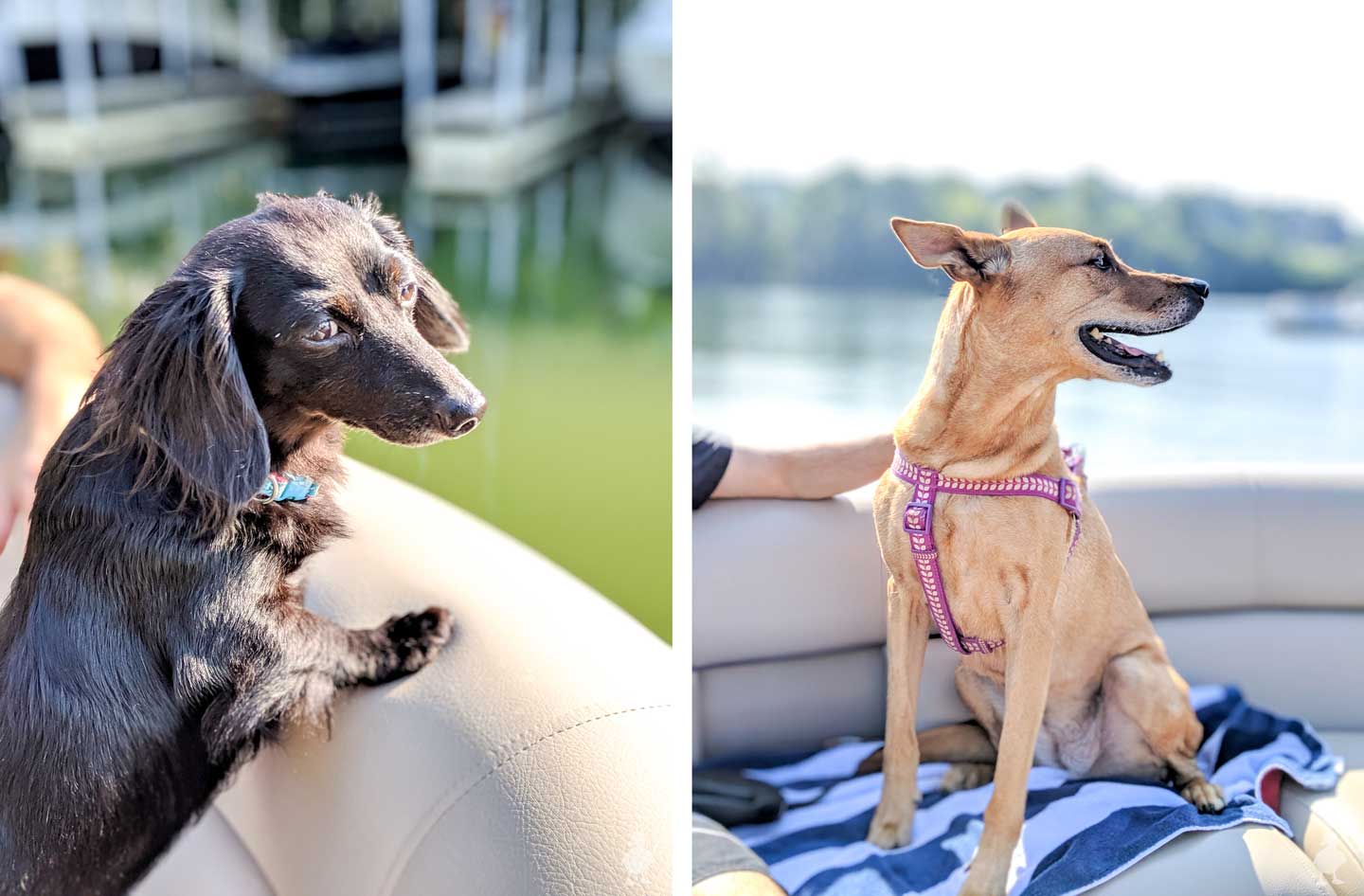 Stella and Charlie on a boat
