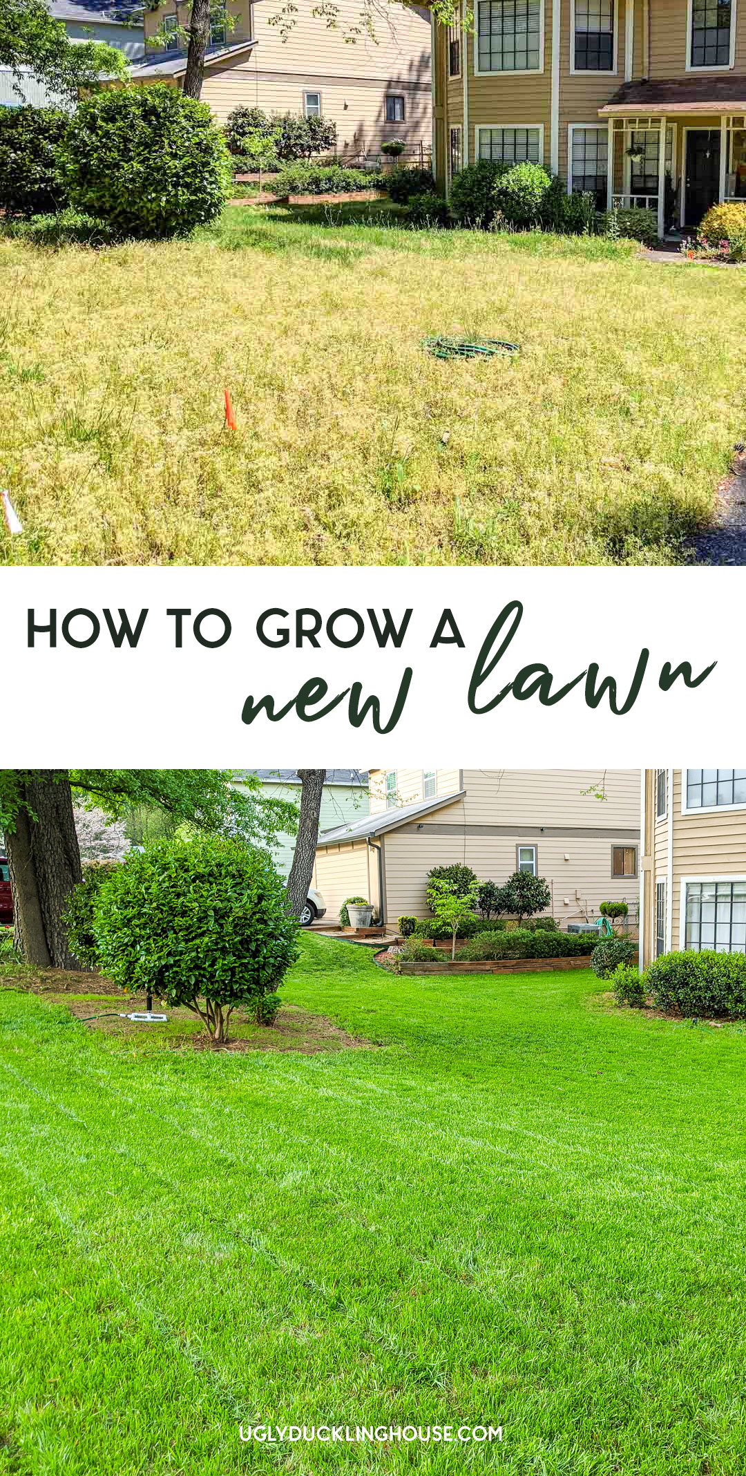How to grow a new lawn
