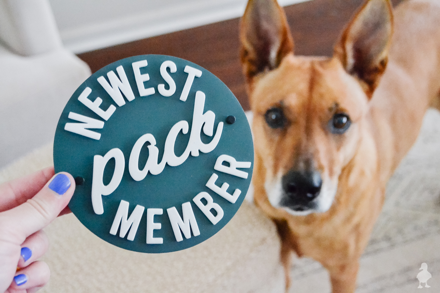 newest pack member sign with pups
