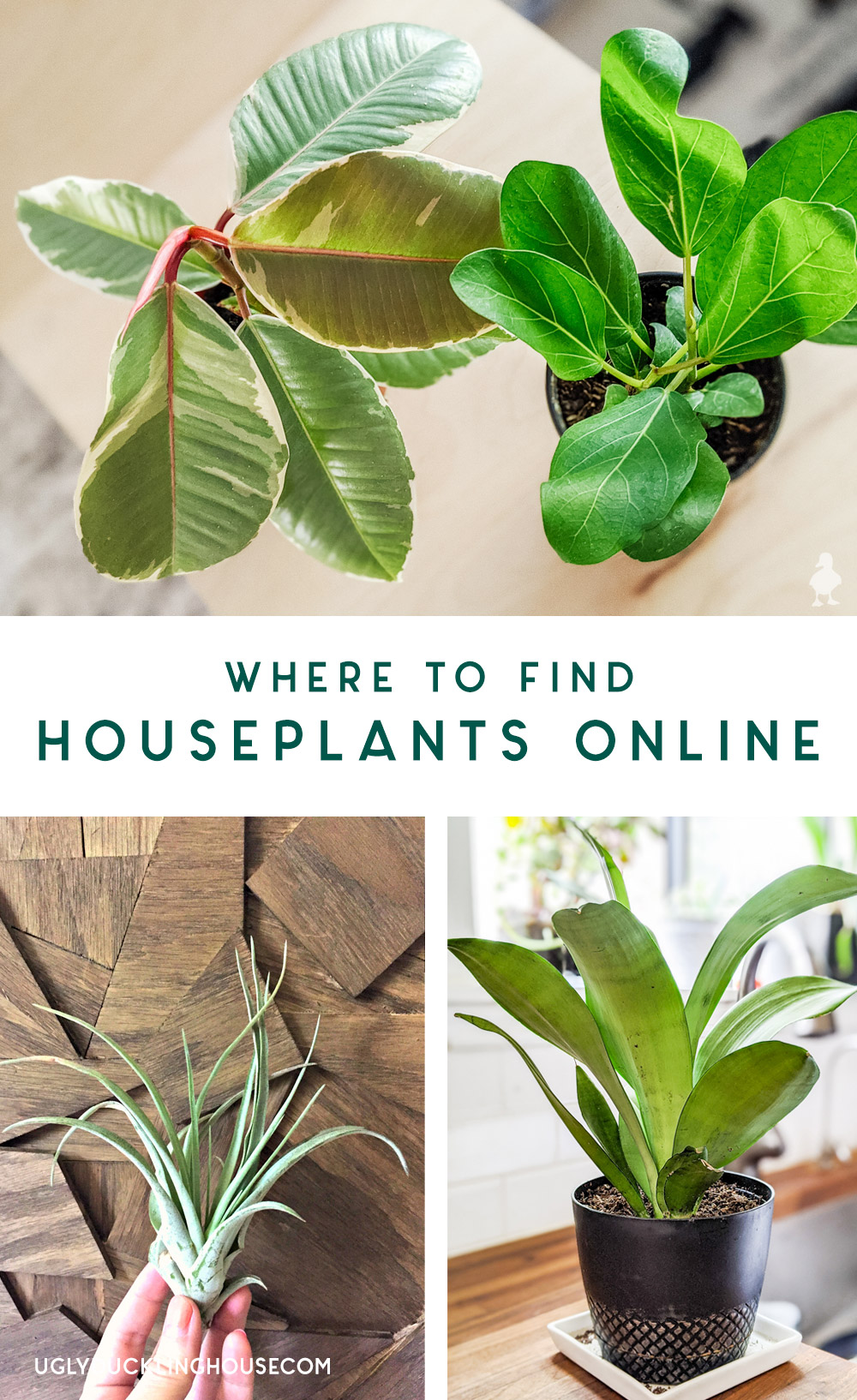 where to find houseplants online